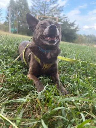 Dutchie:  Not at shelter (Suzanna)
