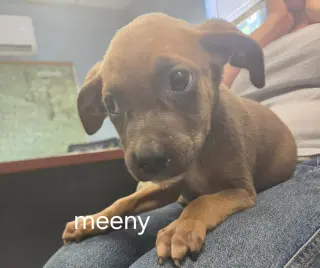 Meeny - At shelter available 9/15