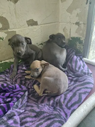 Meeny - At shelter available 9/15