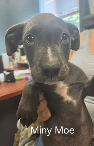 Miny Moe - At shelter available 9/15
