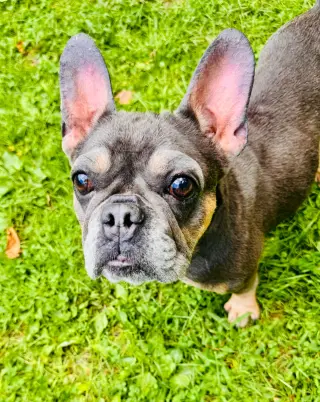 Gracie