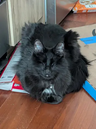 Fang