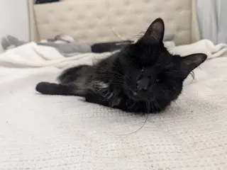 Fang