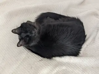 Fang