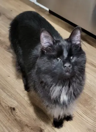 Fang