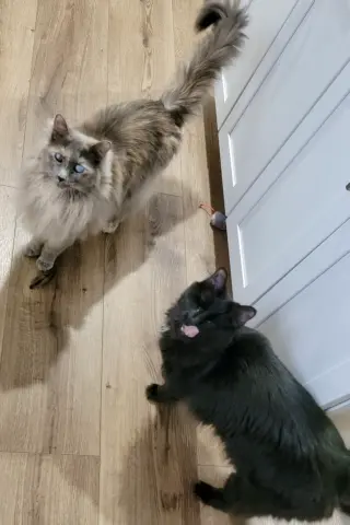 Fang