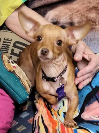Pennie