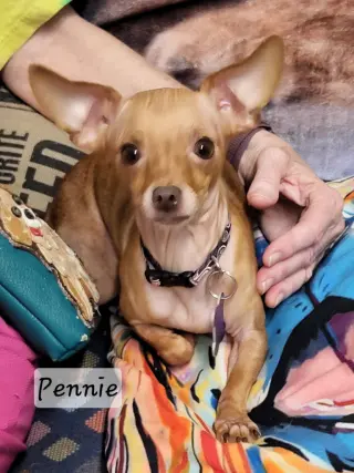 Pennie