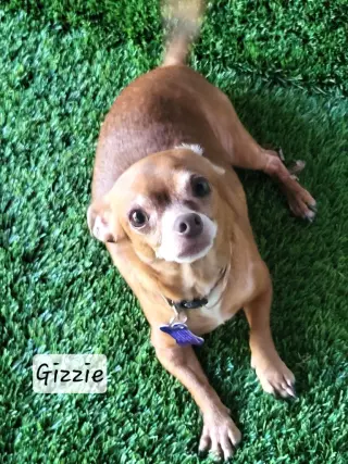 Gizzie