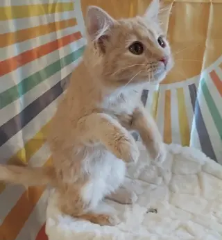 Sylvia