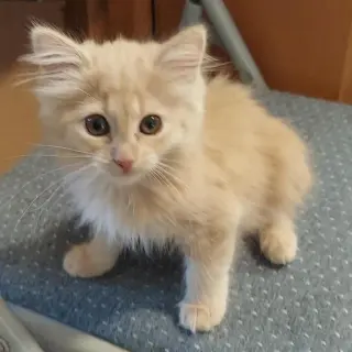 Sylvia