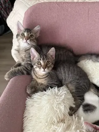 Kai Kai