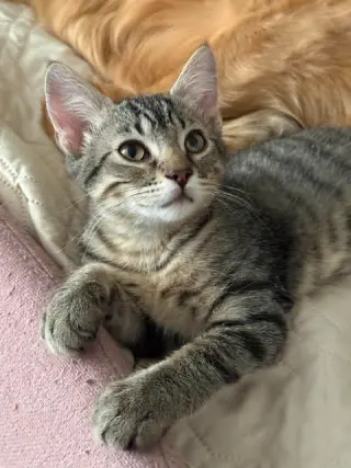 Kai Kai