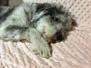 Jake