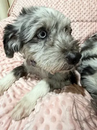Jake
