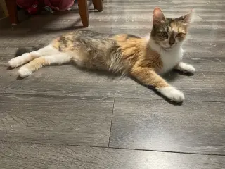 Maple