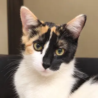 Bonnie