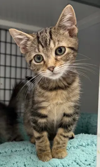 Boo