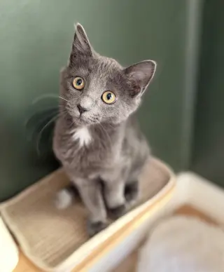 Gandalf