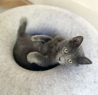 Gandalf
