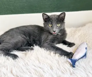 Gandalf