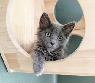 Gandalf