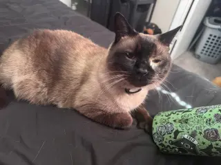 Oliver the Seal Point Siamese