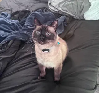 Oliver the Seal Point Siamese