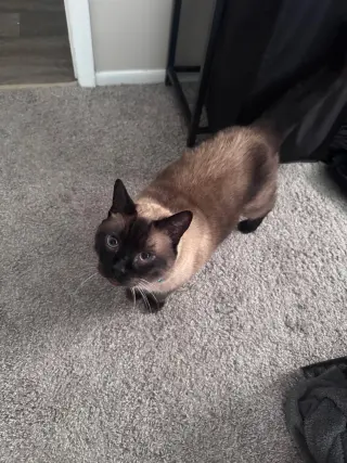 Oliver the Seal Point Siamese