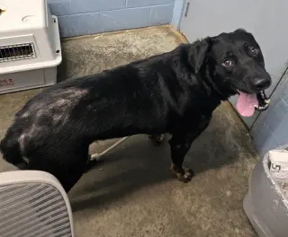 Tyson