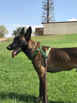 Lieutenant Dan - Located in CA