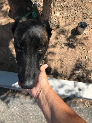 Lieutenant Dan - Located in CA