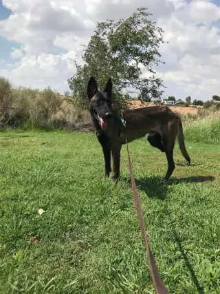 Lieutenant Dan - Located in CA