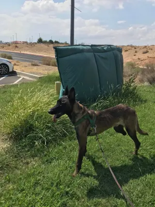 Lieutenant Dan - Located in CA