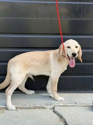 Augustus