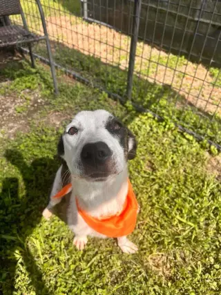 Bella
