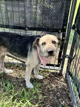 Nyla