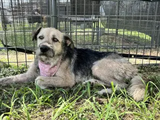 Nyla