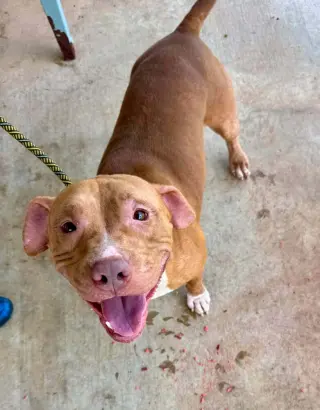 Rosie