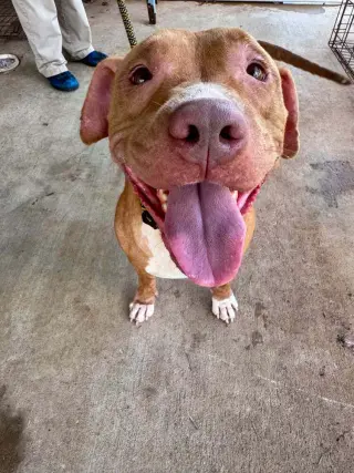 Rosie