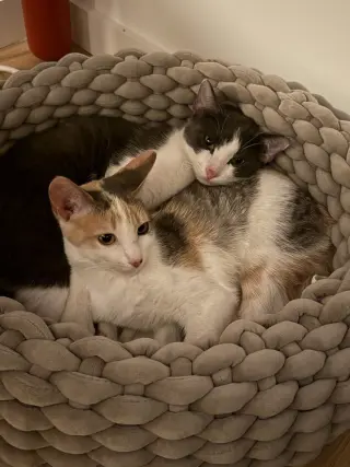 Theo C.