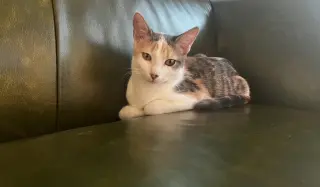 Cleo C.