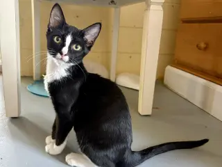 Hamm