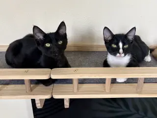 Hamm
