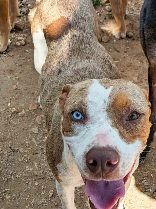 Molly