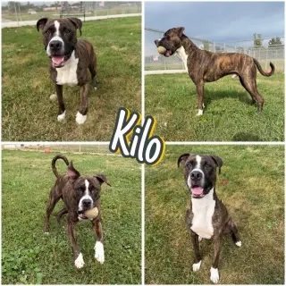 Kilo