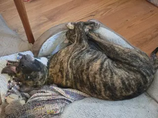 Ollie