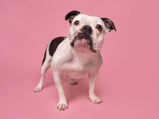 Donut