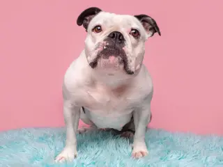 Donut