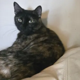 Pina #bonded-to-Buddy